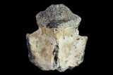 Fossil Crocodylomorph Vertebra - Montana #134811-1